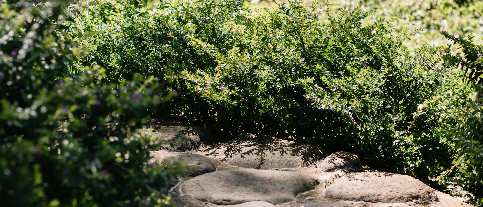 Natursteinweg unter dichter Blühhecke im sonnigen Garten