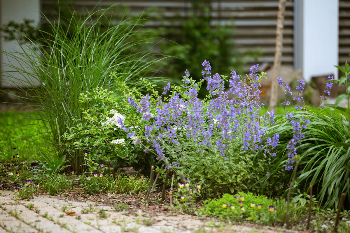 Violette Blühstauden in neu angelegtem Staudenbeet