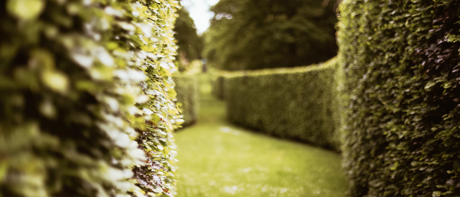 Frisch geschnittene, gerade Heckenreihe im Garten