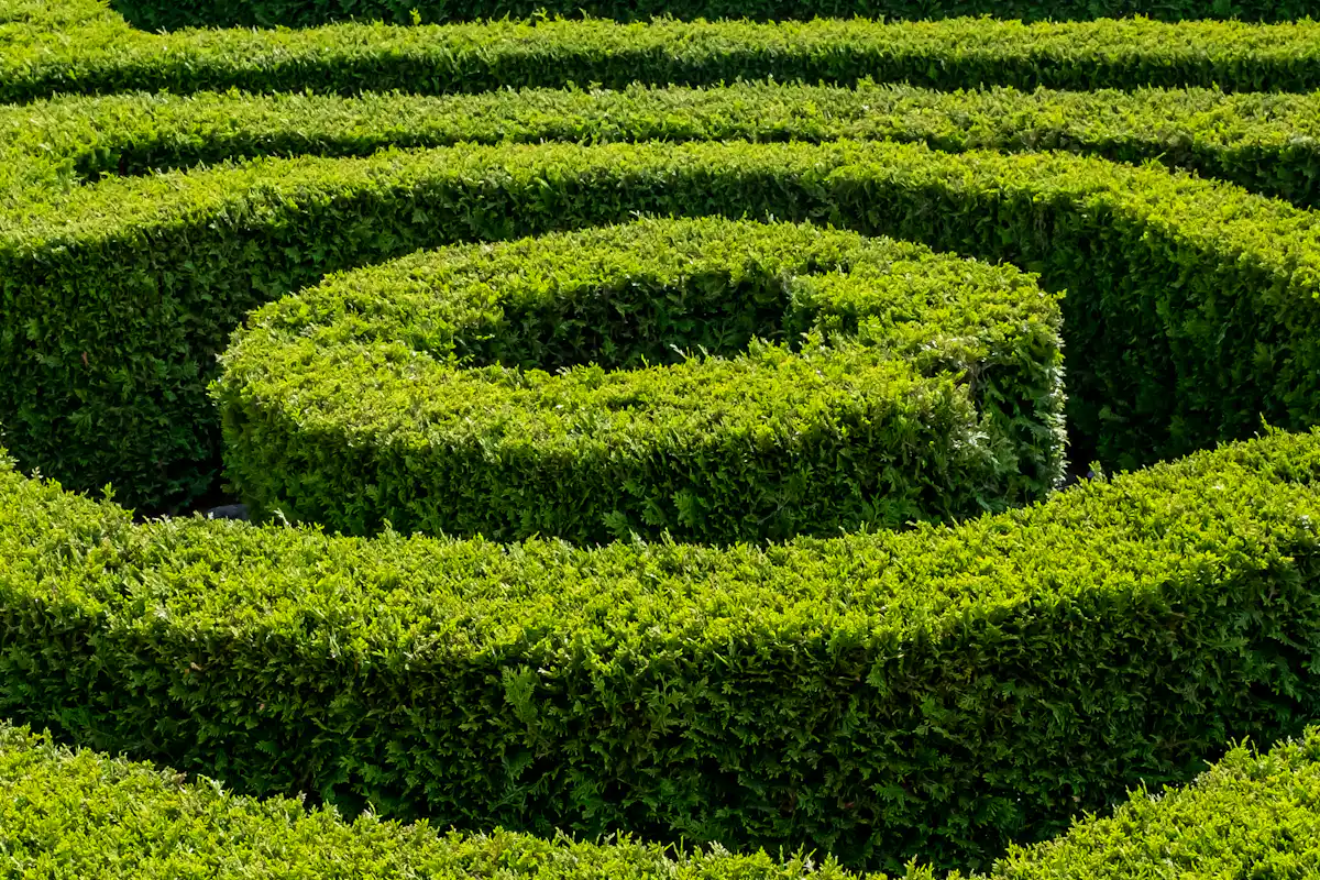Kunstvoll in Form geschnittene Buchsbaum-Spirale