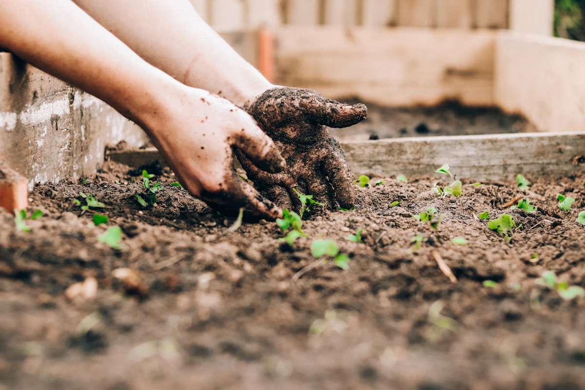 Hände pflanzen einen Setzling in lockere Gartenerde